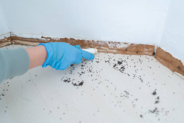 Best Residential Pest Control  in Fisher, IL